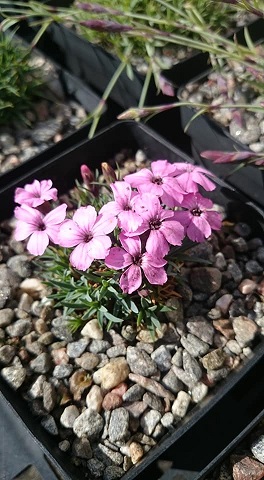 Dianthus microlepis degenii- 8cm pot 